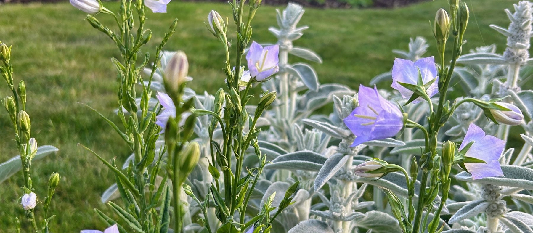 Bellflowers and lamb's ear growing in a garden border