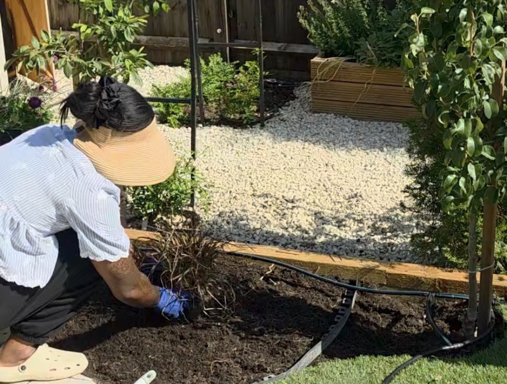 The landscape designer planting a border by hand, with a drip irrigation line laid across the soil