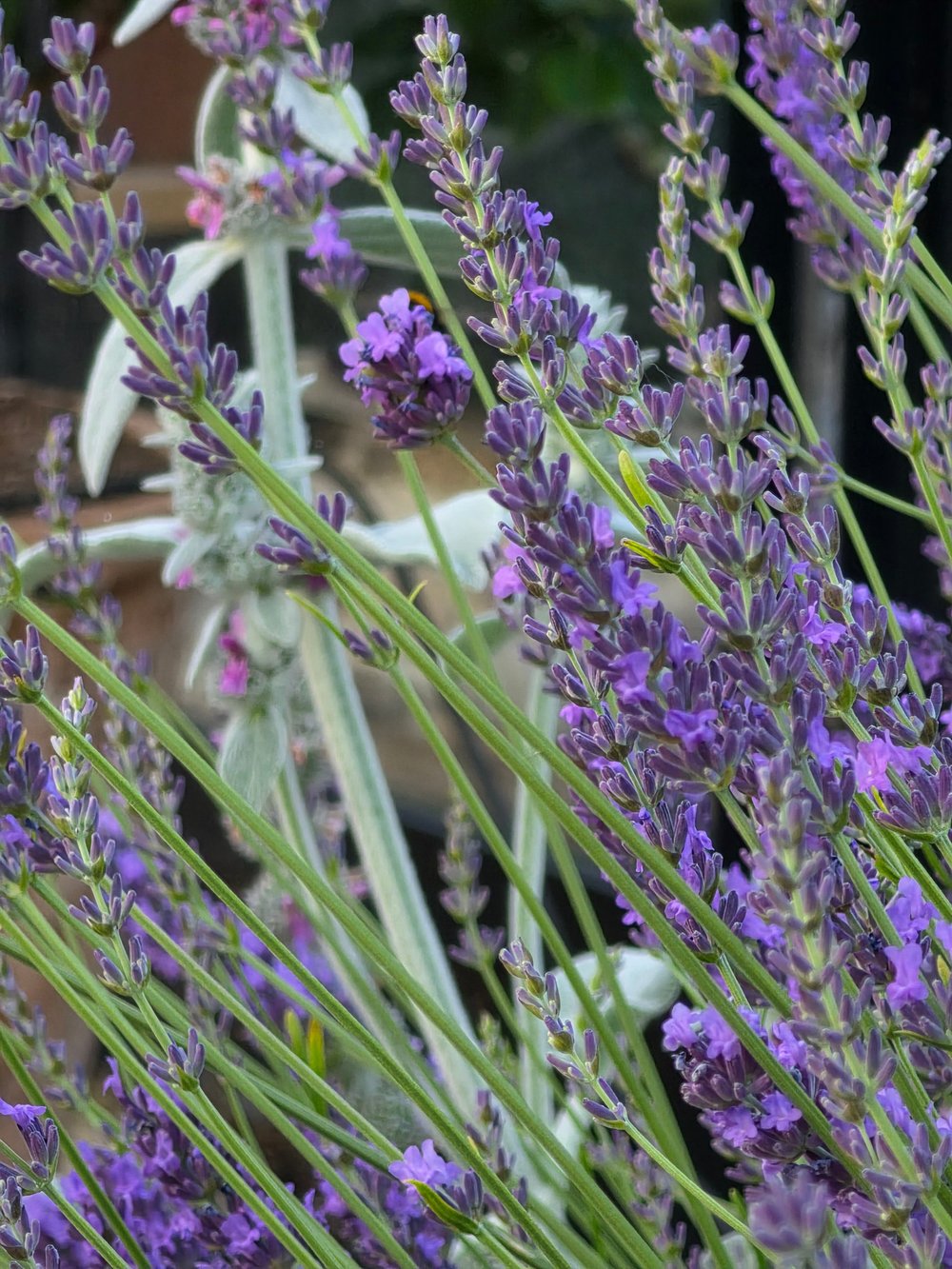 Lavender in flower with silvery lamb's ear leaves behind it