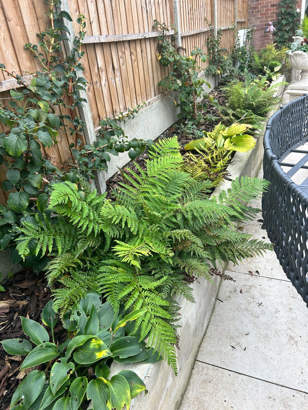 A rendered raised bed full of ferns, hostas and climbers beside the patio