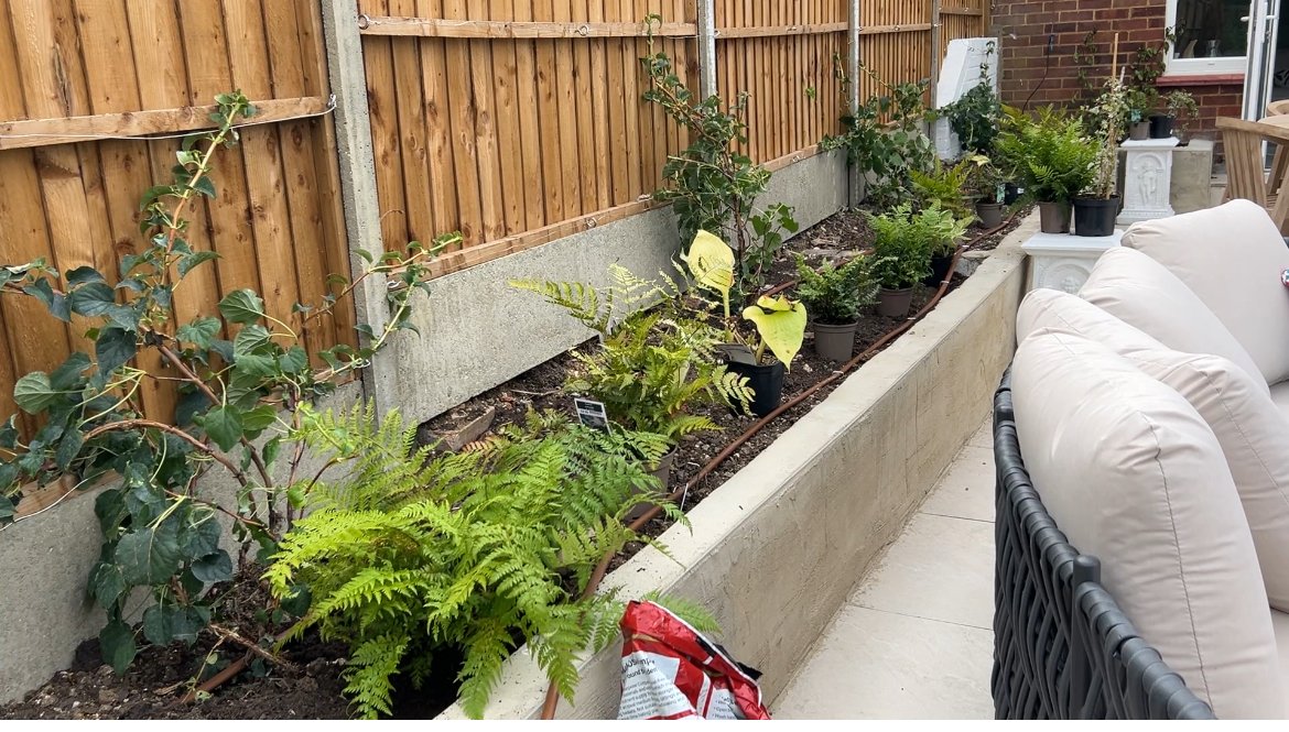 Newly planted rendered raised bed with young ferns, hostas and climbers, and a drip irrigation line along the soil