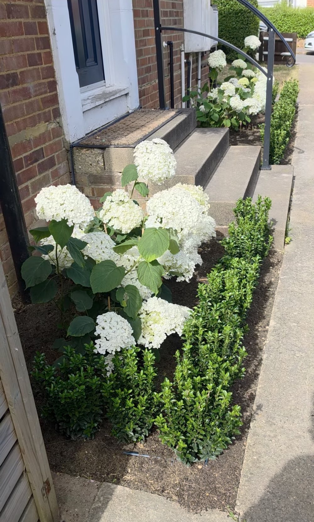 White hydrangeas planted behind a low hedge beside the front steps