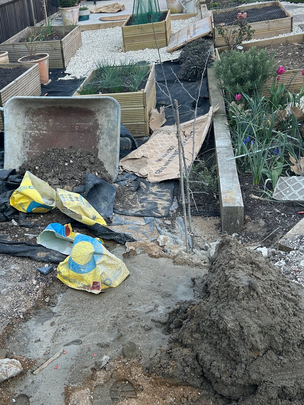 During: raised beds going in with membrane, gravel and planting under way