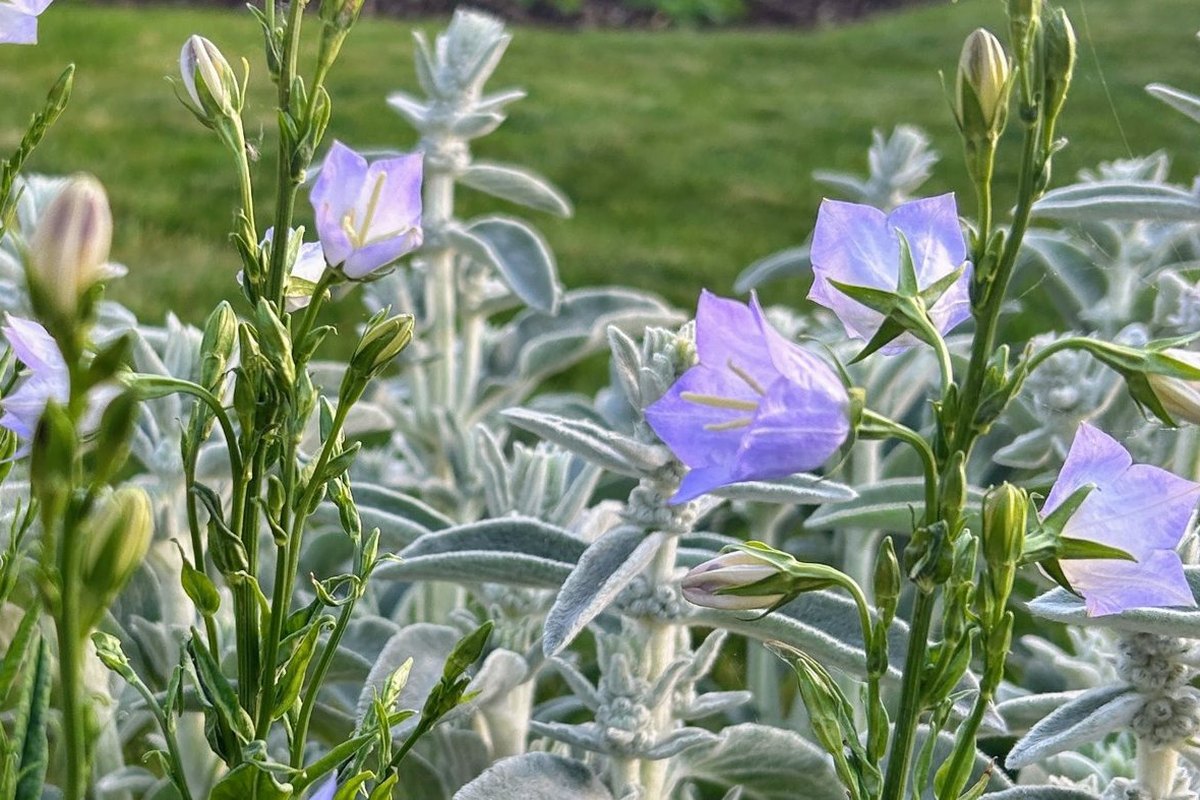 Blue bellflowers growing among silvery lamb's ear leaves